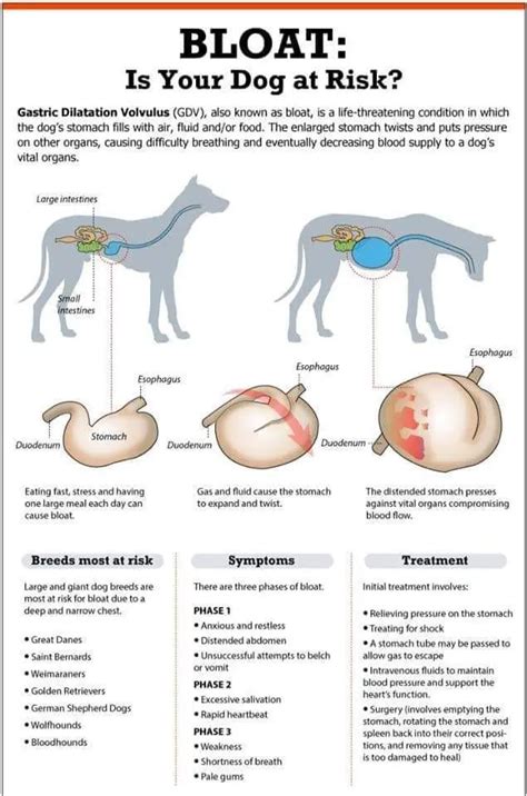 emergencies that are similar to bloat in dogs